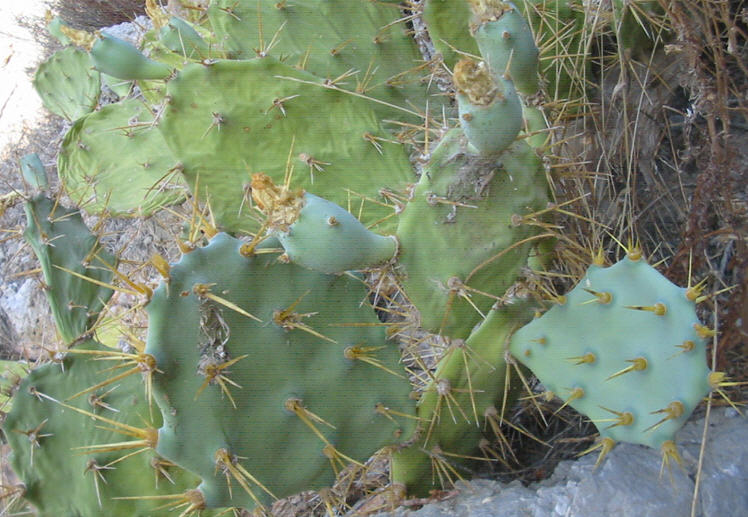 Opuntia dillenii